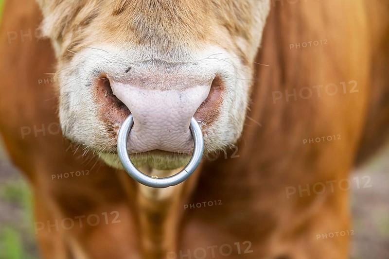 Cattle of the Limpurger breed on a pasture. Nose ring. Farm of the Hohrainhof state domain, Talheim, Baden-Württemberg, Germany, Europe