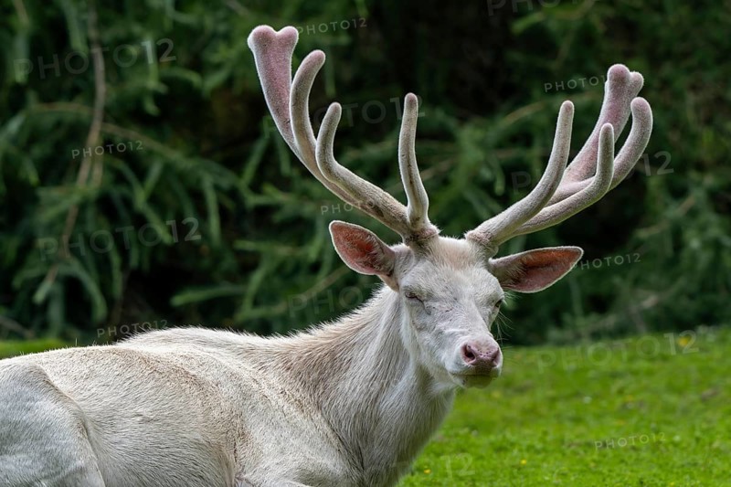 Leucistic red deer (Cervus elaphus) stag, white morph at forest edge with antlers covered in velvet in late spring