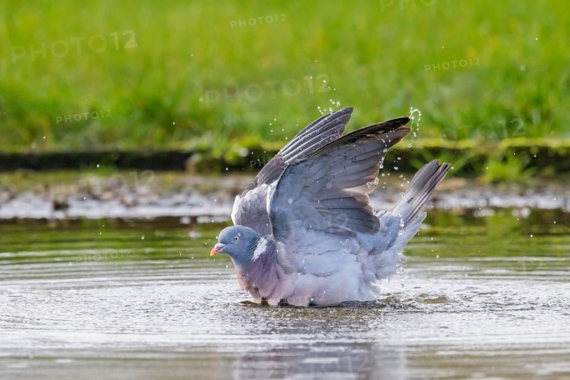 Common wood pigeon (Columba palumbus) bathing in water of pond