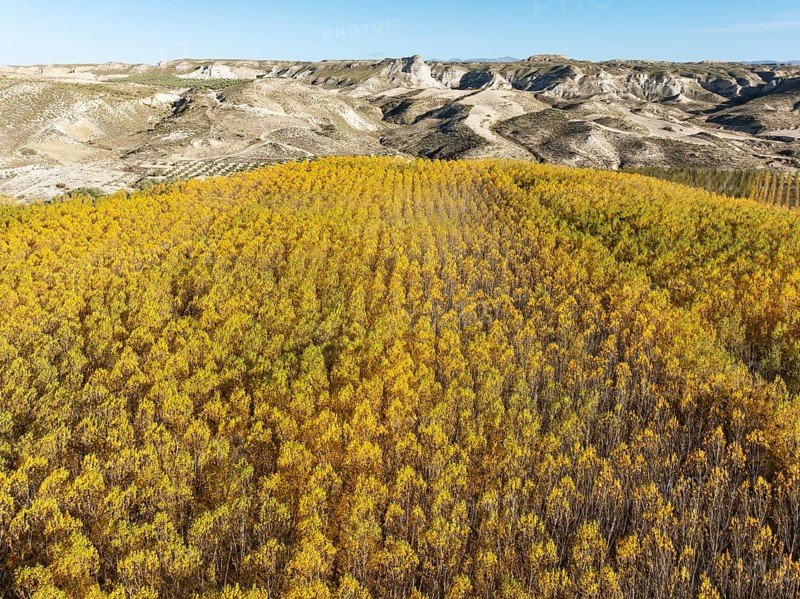 European Aspen (Populus tremula) in autumnal colours. Cultivated for timber. Aerial view. Drone shot. Granada province, Andalusia, Spain, Europe