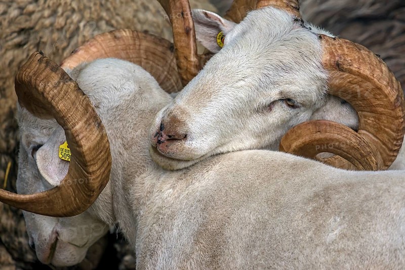 Male moorland sheep (Ovis aries) with horn, Mecklenburg-Western Pomerania, Germany, Europe