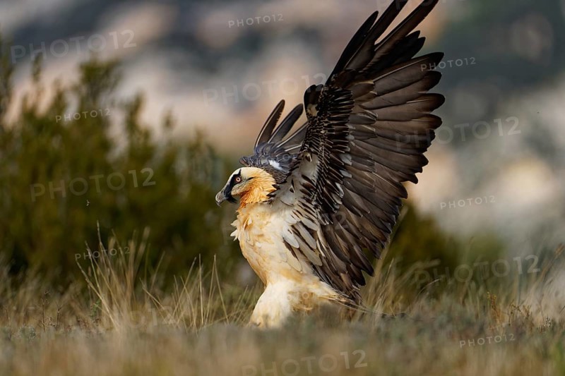 Old bearded vulture (Gypaetus barbatus), landing, Luderplatz, portrait, evening light, Catalonia, Pyrenees, Spain, Europe