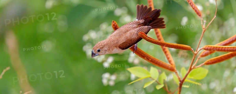 African Silverbill, (Lonchura cantans), on perch, Ayn Tobroq and Ayn Athum junction, Salalah, Dhofar, Oman, Asia