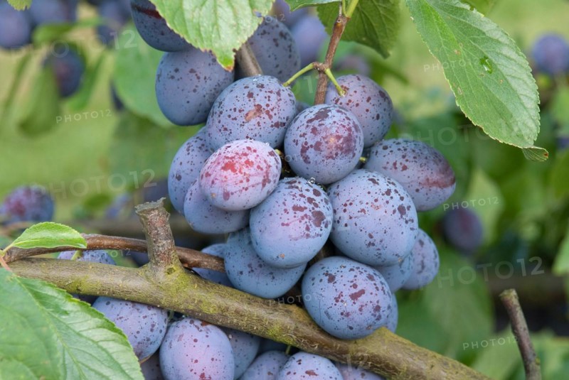 Plum (Prunus domestica 'Hanita'), Bundessortenamt Prüfstelle Marquardt, Marquardt, 81