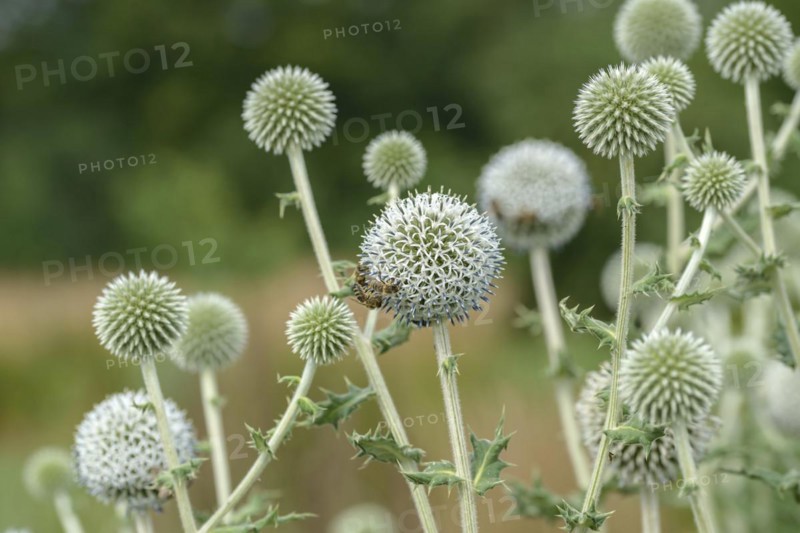 Spherical thistle (Echinops sphaerocephalus), Sarastro Stauden, Ort im Innkreis, Upper Austria, Austria, Europe