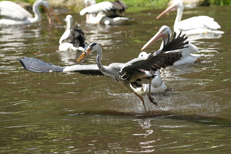 Grey heron (Ardea cinerea) snatching fish from australian pelicans (Pelecanus conspicillatus), Walsrode Bird Park, Lower Saxony, Germany, Europe