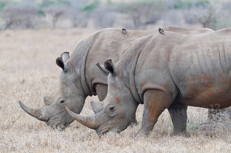 Southern white rhinoceroses (Ceratotherium simum simum), two adult males feeding on dry grass, with two red-billed oxpeckers (Buphagus erythrorynchus) on their backs, Kruger National Park, South Africa, Africa