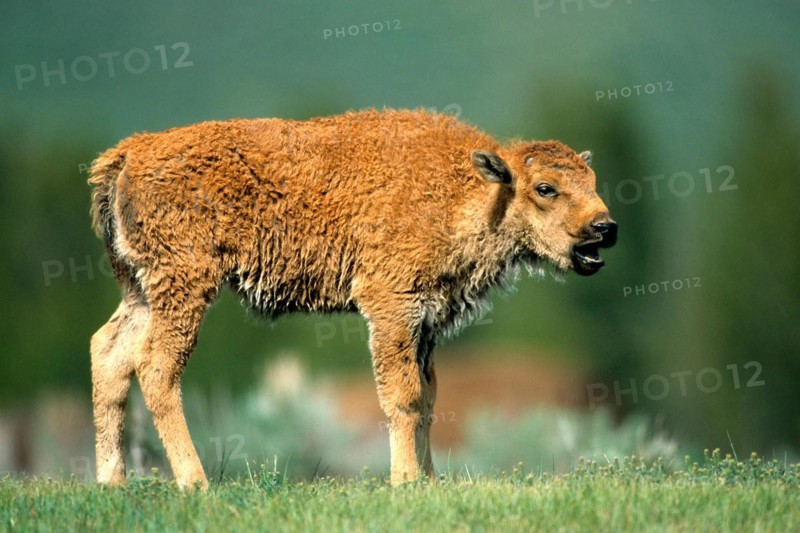 Bison, young animal, (Bison bison), Buffalo, Wyoming, Colorado, USA, North America