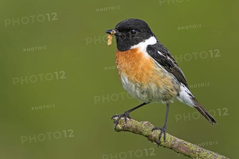 Stonechat, (Saxicola torquata), foraging, male, Bad Dürkheim district, Eich, Rhineland-Palatinate, Germany, Europe