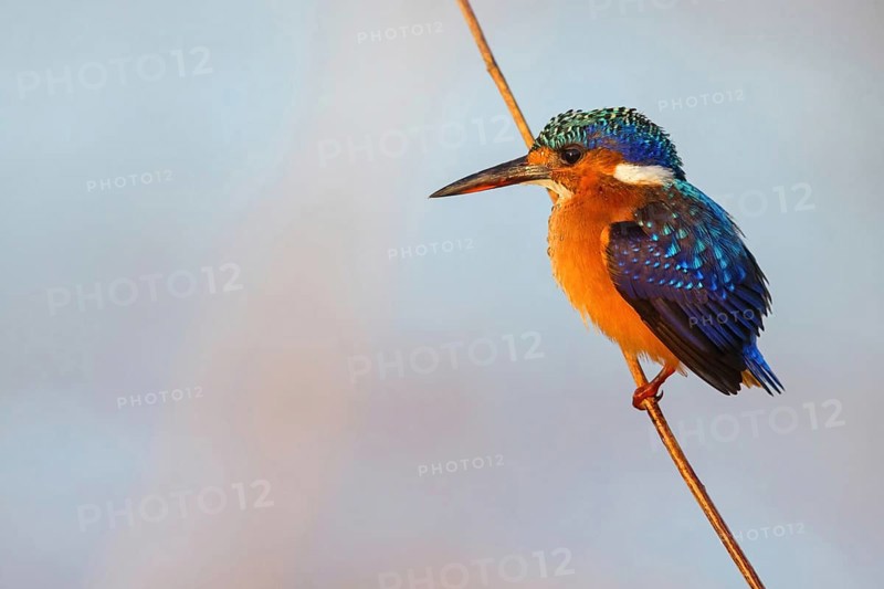 Crested Kingfisher, Corythohrnis cristatus, (Alcedo cristata), Kingfisher family, Malachite Kingfisher, Janjabureh boat trip, Janjabureh, South Bank, Gambia, Africa