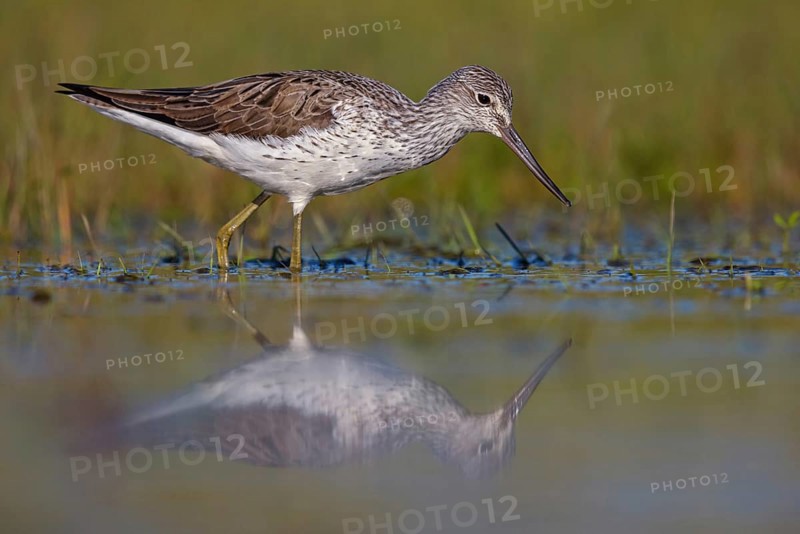 Common greenshank (Tringa nebularia) Chevalier aboyeur, Archibebe Claro, Offstein sewage ponds, Calera Y Chozas, Rhineland-Palatinate, Germany, Europe