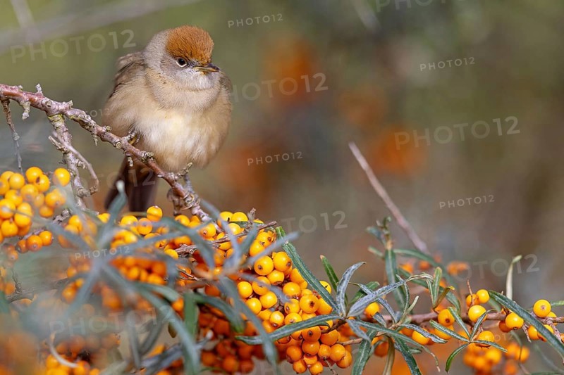 Blackcap (Sylvia atricapilla), Fauvette a tête noire, Curruca Capirotada, Branch, branch, Ormoz area, Ormoz, Podravska, Slovenia, Europe