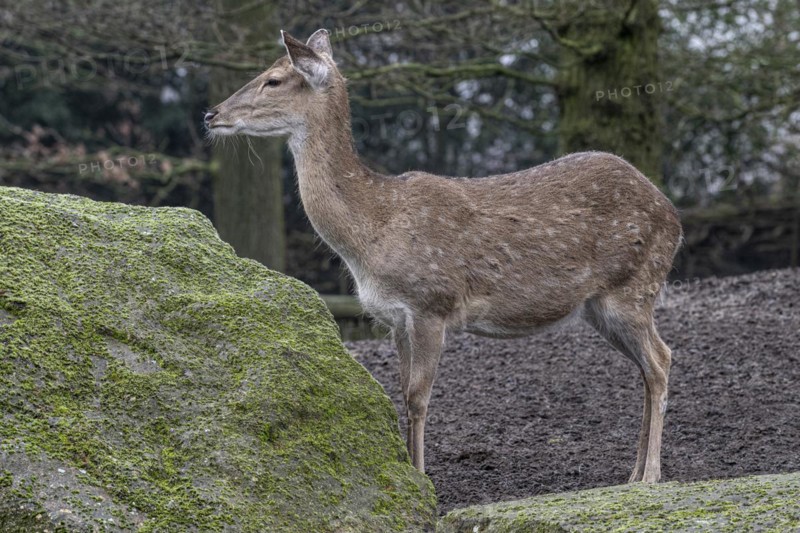 Vietnamese sika deer (Cervus nippon pseudaxis), Nordhorn Zoo, Lower Saxony, Germany, Europe