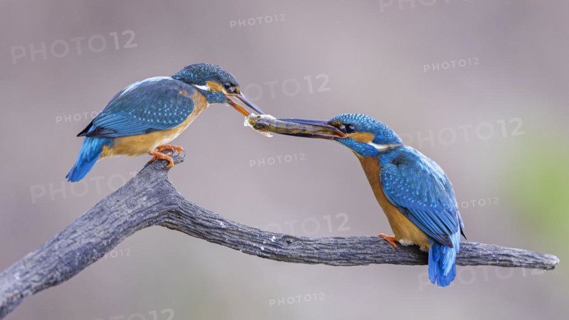 Common kingfisher (Alcedo atthis) Indicator of clean watercourses, courtship feeding, pair formation, pair, male and female, wedding gift, habitat, flying gem, Middle Elbe River Landscape, Middle Elbe Biosphere Reserve, Saxony-Anhalt, Germany, Europe