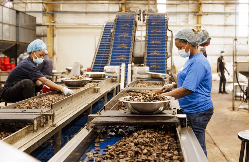 KAJU, Cashew factory. Women picking out the whole nuts from the shells on a conveyor belt, cashew nut factory near Cotonou in Benin, Glo-Djigbe, 07.03.2024.Photographed on behalf of the Federal Ministry for Economic Cooperation and Development