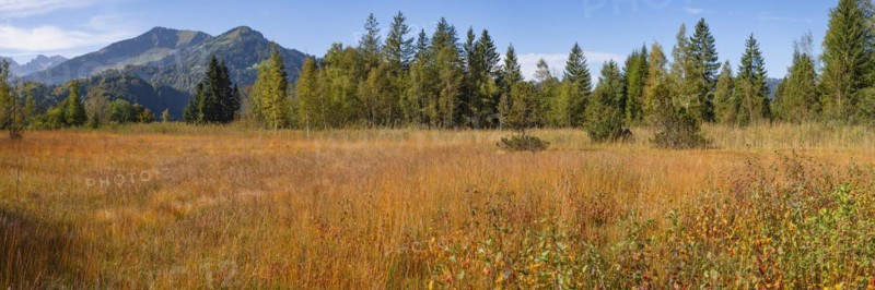 Moor in autumn, moor pond near Oberstdorf, behind it the Fellhorn, 2037m, OberallgÃ¤u, AllgÃ¤u, Bavaria, Germany, Europe