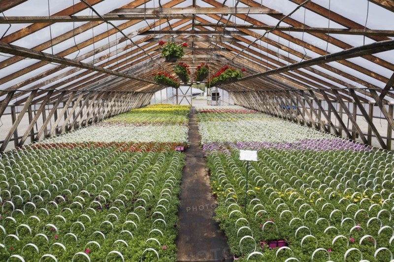 Red Pelargonium, Geranium flowers in hanging baskets plus red, yellow, mauve and white flowering Petunia plants in containers inside greenhouse in spring, Quebec, Canada, North America