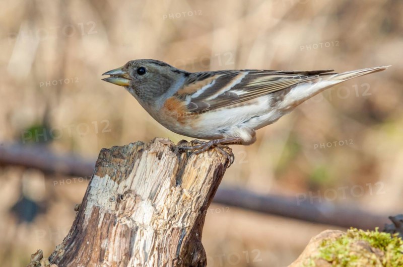 Brambling (Fringilla montifringilla) sitting in the forest. Bas Rhin, Alsace, France, Europe