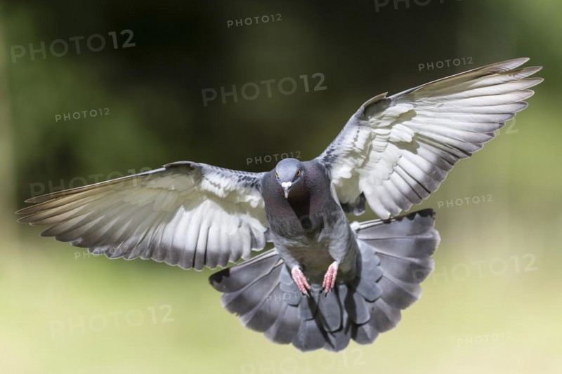 City dove (Columba livia forma domestica) in flight, wildlife, Germany, Europe