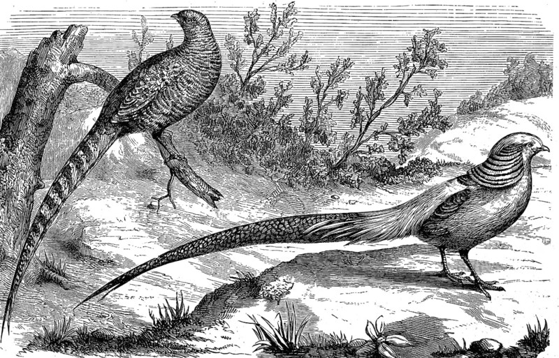 Golden Pheasant, Phasianus pictus, Chrysolophus pictus, Illustration from 1880, Historical, digital reproduction of an original from the 19th century