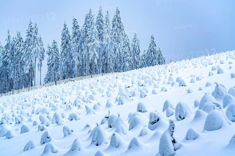 Fir tree protection, winter in Sauerland, Hochsauerlandkreis, at Kahler Asten, near Winterberg, few tourists, visitors, during the lockdown in January 2021, North Rhine-Westphalia, Germany, Europe