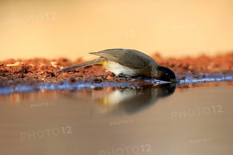 Grey bulbul (Pycnonotus barbatus), adult, at the water, drinking, Kruger National Park, Kruger National Park, Krugerpark, South Africa, Africa