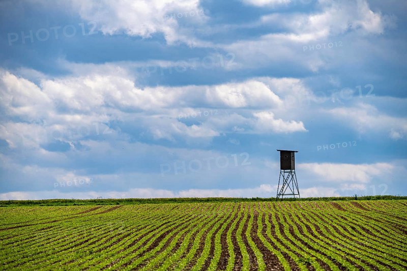 Field, field with high seat for hunters, near Lichtenau, North Rhine-Westphalia, Germany, Europe