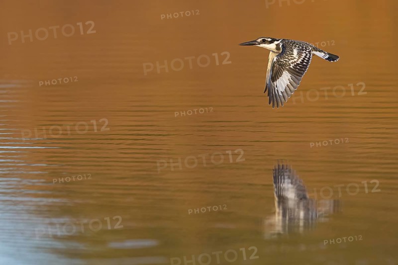 Pied kingfisher (Ceryle rudis), Alcyon pie, MartÜn Pescador PÜo, Marakissa River Camp