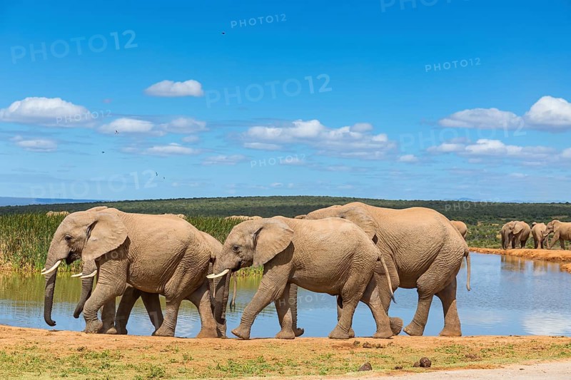 African elephant, (Loxodonta african), Addo Elephant National Park, Addo Camp, Western Cape, South Africa, Africa