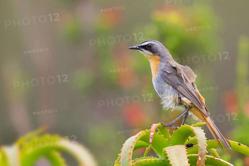 Cossypha caffra, family of flycatchers, Underberg surroundings, Underberg, KwaZulu-Natal, South Africa, Africa