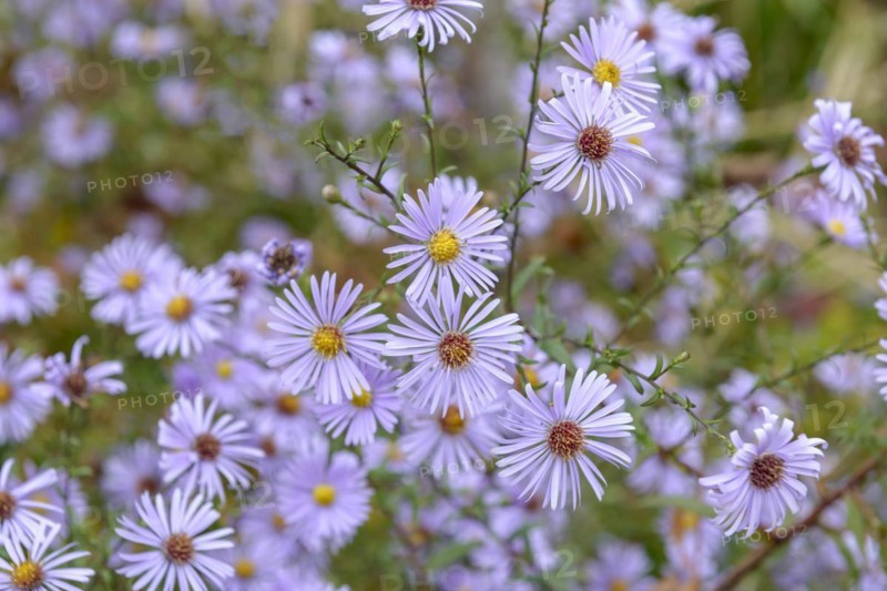 Smooth aster (Aster laevis 'Blauschleier'), Anhalt University of Applied Sciences, Bernburg, Saxony-Anhalt, Germany, Europe