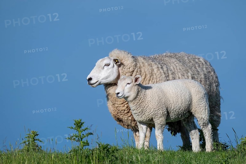 Ewe with lamb on the dyke, Hauke-Haien-Koog, North Frisia, Schleswig-Holstein, Germany, Europe