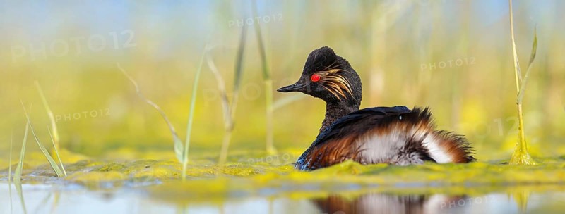 Black-necked grebe (Podiceps nigricollis), swimming in the water, Hides de El Taray / Floating Hid, Villafranca de los Caballeros, Castilla La Mancha / Toledo, Spain, Europe