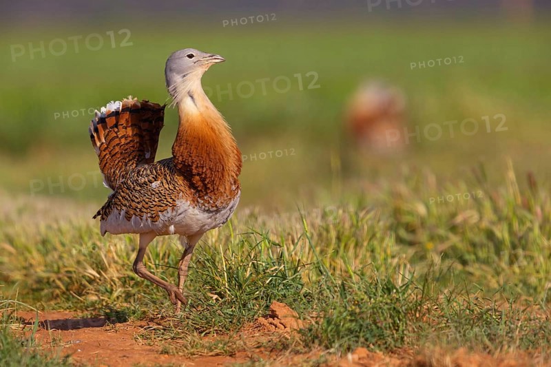 Great bustard (Otis tarda), Outarde barbue, Avutarda Comun, Spain, Toledo, Hides De Calera / Great Bustard, Calera Y Chozas, Castilla La Mancha / Toledo, Spain, Europe