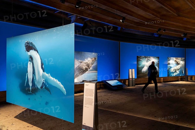 Plante Ozean exhibition in the Gasometer in Oberhausen, the world's oceans in their fragile beauty are the focus of the new exhibition, large-format photos, exhibits including a whale skeleton and an immersive large-scale video and sound installation, The Wave, on a 40 metre high screen measuring over 1000 square metres in total can be seen, Oberhausen, Germany, Europe