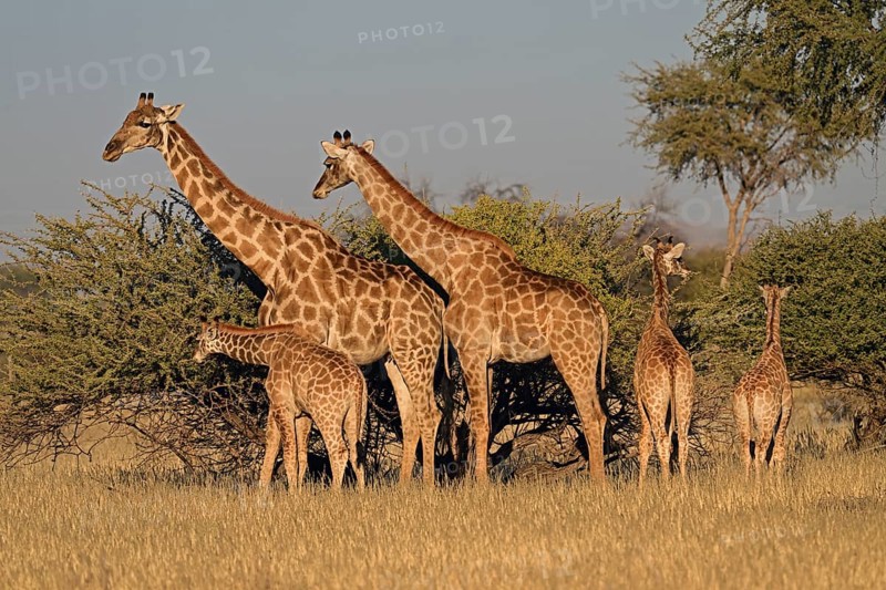A herd of giraffes (Giraffa camelopardalis giraffa) in the early morning light, Okapuka Ranch, Namibia, Africa