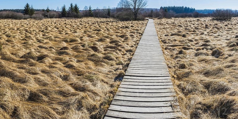 Areas overgrown with moor grass (Molinia), German-Belgian High Fens-Eifel nature park Park, largest raised bog in Europe, Germany, Europe
