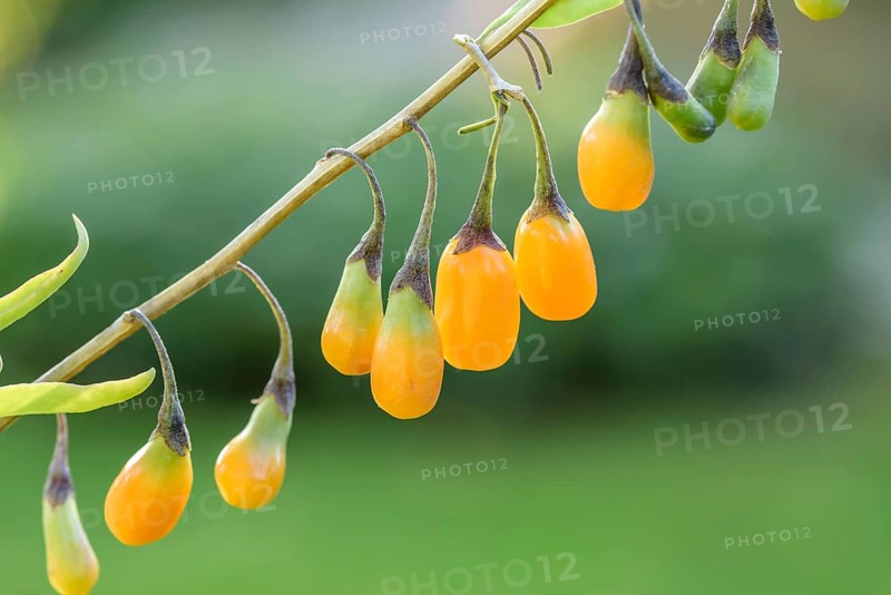 Goji berry (Lycium barbarum AMBER SWEET), BS SÃ¤mann, Federal Republic of Germany