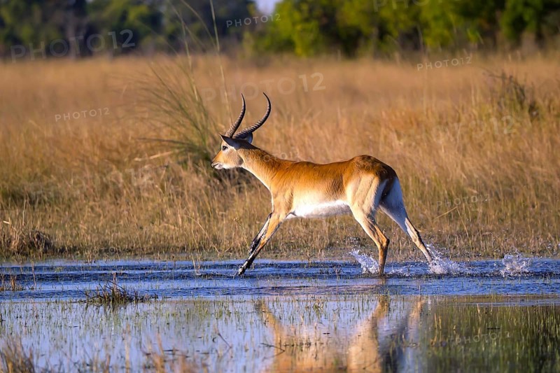 Red hartebeest, Africa, Botswana, (Kobus leche), Okovango Delta, Africa
