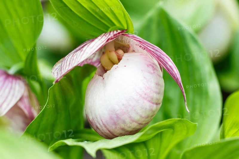 Beautiful orchids of different colors on green background in the garden. Lady's-slipper hybrids. Close up