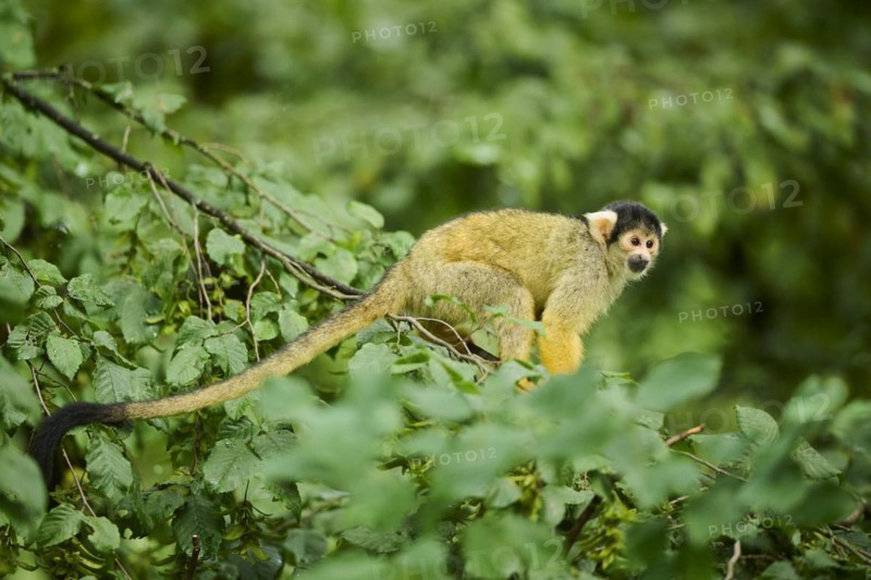 Common squirrel monkey (Saimiri sciureus) in a tree, captive, distribution South America