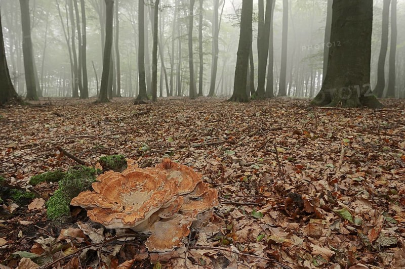 Giant polypore (Meripilus giganteus) in a beech forest with fog, North Rhine-Westphalia, Germany, Europe