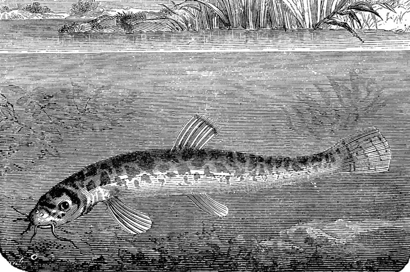 Loach, Barbatula barbatula, Noemacheilus barbatulus, loach or bearded goby, fish, illustration from 1892, historical, digital reproduction of an original from the 19th century