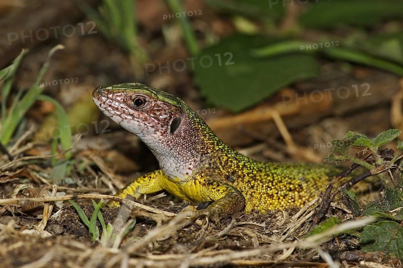 Green lizard, Lacerta viridis, European green lizard