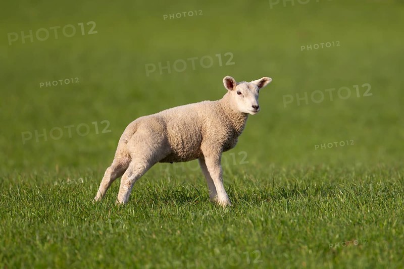 Domestic sheep (Ovis aries) juvenile baby lamb farm animal standing in a grass field, England, United Kingdom, Europe