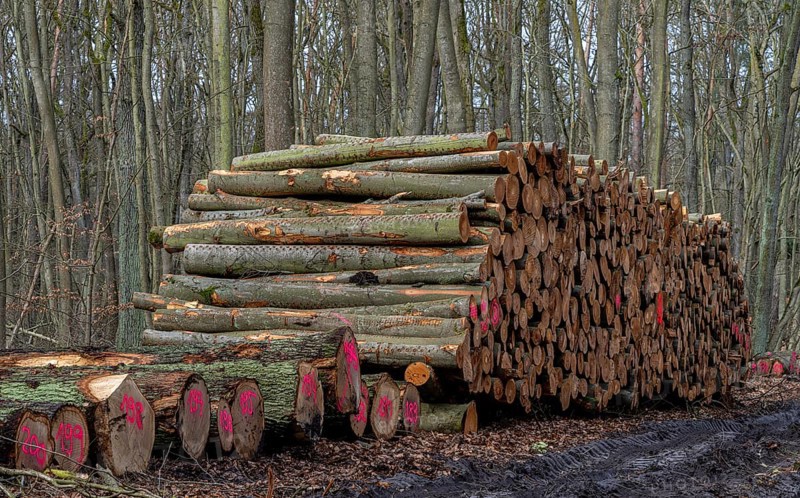 Pile of wood in the forest, Berlin suburbs, Germany, Europe