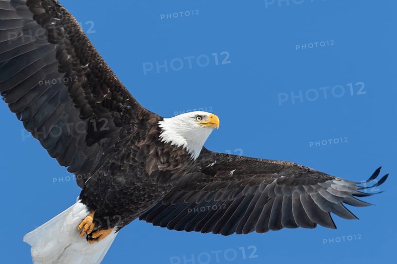 Adult bald eagle (Haliaeetus leucocephalus) flying under a blue sky. Region of Lanaudiere. province of Quebec. Canada