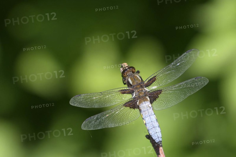 Broad-bodied chaser (Libellula depressa), resting male, on perch, sunny, Bottrop, Ruhr area, North Rhine-Westphalia, Germany, Europe