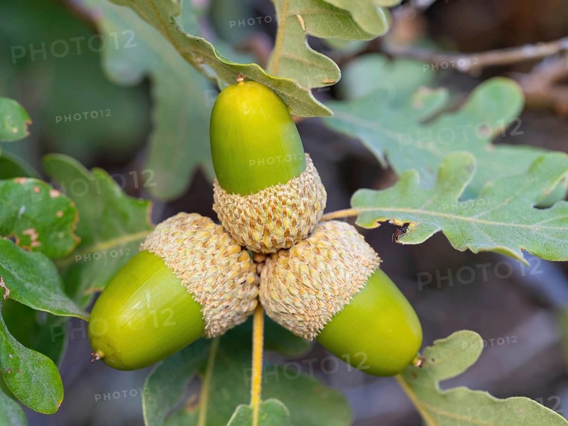 Cork oak (Quercus suber), acorn, Birdwatching Villuercas, Canamero, Extremadura / Caceres, Spain, Europe