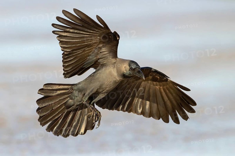 Shining Crow, Indian House Crow, House Crow, (Corvus splendens), Corbeau familier, Corneja India, Raysut, Salalah, Dhofar, Oman, Asia